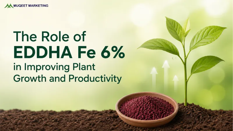 The Role of EDDHA Fe 6% in Improving Plant Growth and Productivity